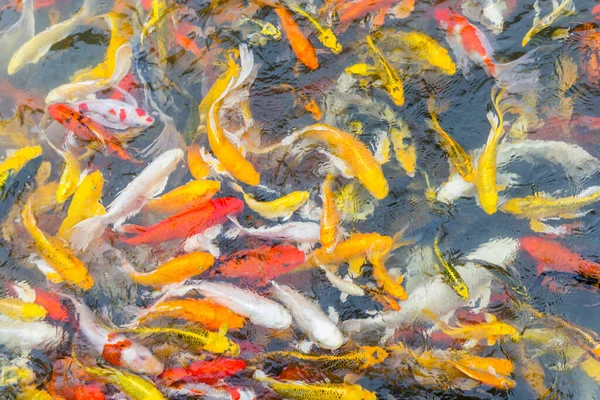 Background Colorful Koi Fish Nature — Stock Photo, Image