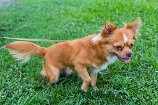 Chihuahua Poil Long Couché Dans Herbe Chien — Photo