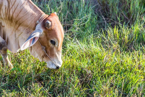 Koe Rijstboerderij Eten Thailand — Stockfoto