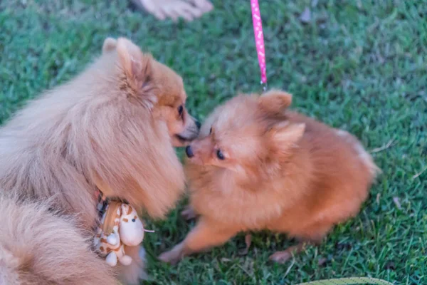 Chihuahua Psy Bawiące Się Trawniku — Zdjęcie stockowe