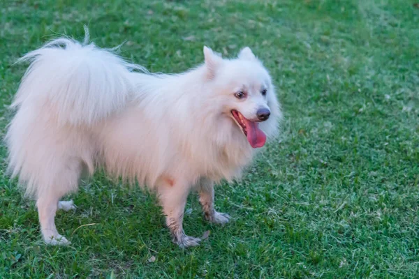 Chihuahua Honden Spelen Het Gazon — Stockfoto
