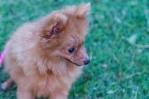 Chihuahua Honden Spelen Het Gazon — Stockfoto