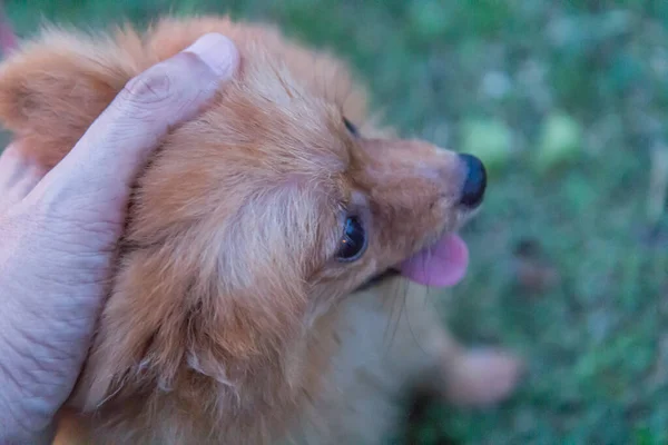 Chihuahua Honden Spelen Het Gazon — Stockfoto