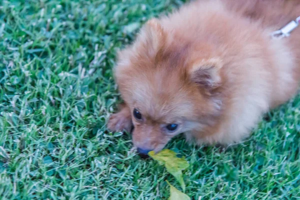 Chihuahua Hunde Spielen Auf Dem Rasen — Stockfoto