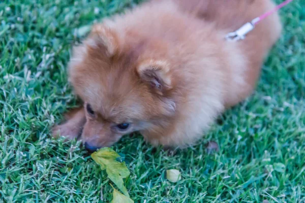 Chihuahua Honden Spelen Het Gazon — Stockfoto