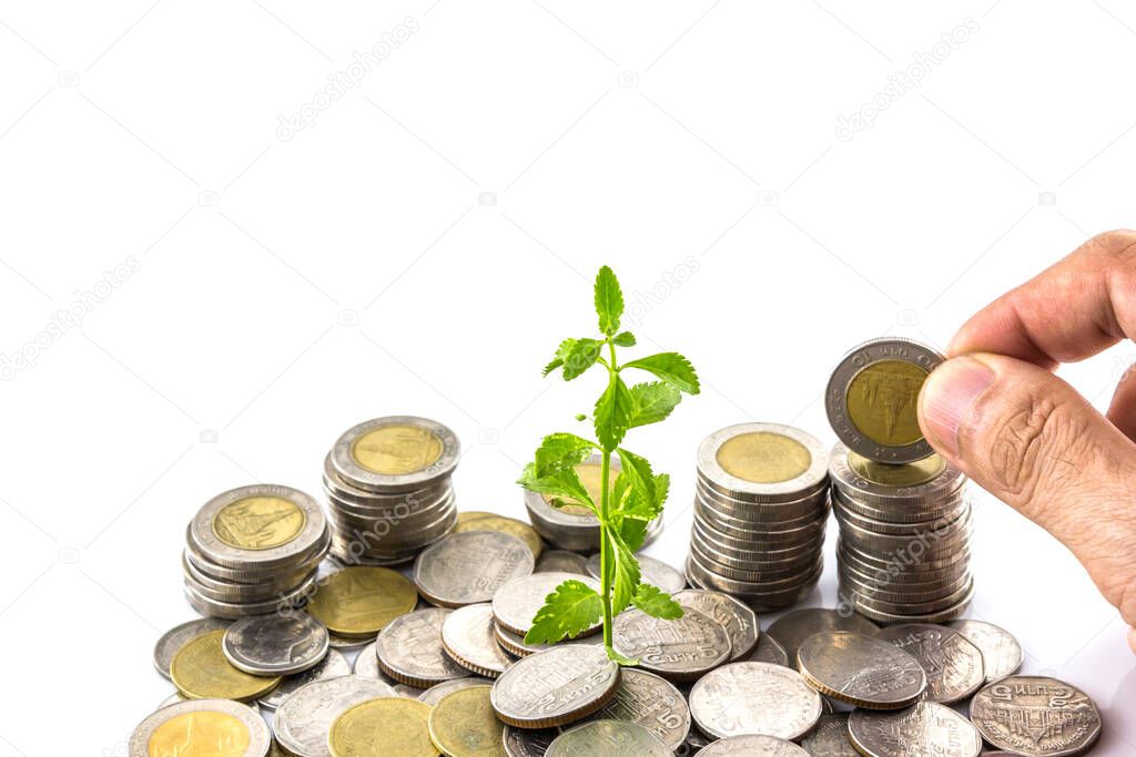 trees growing on coins , Money