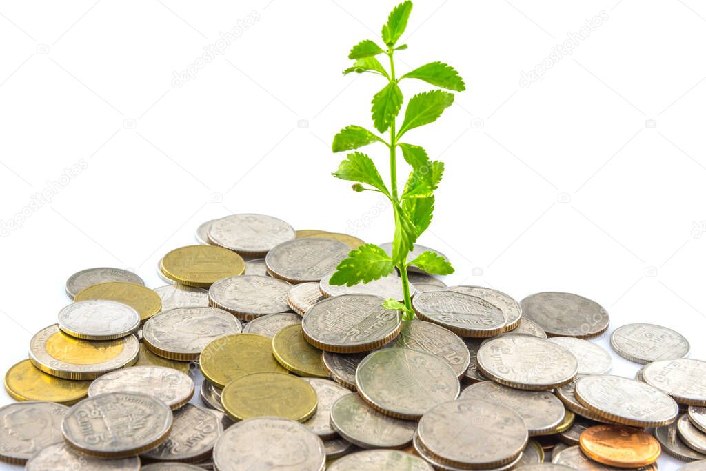 trees growing on coins , Money