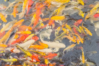 Renkli Koi balığı yüzüyor, Doğa