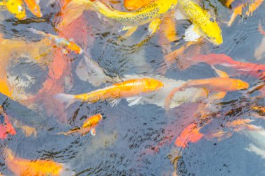 Renkli Koi balığı yüzüyor, Doğa