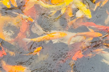 Renkli Koi balığı yüzüyor, Doğa