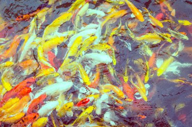 Renkli Koi balığı yüzüyor, Doğa