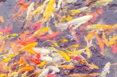 Renkli Koi balığı yüzüyor, Doğa