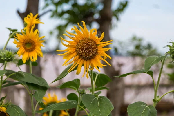 Sunflower Blue Sky Flower — Stock Photo, Image