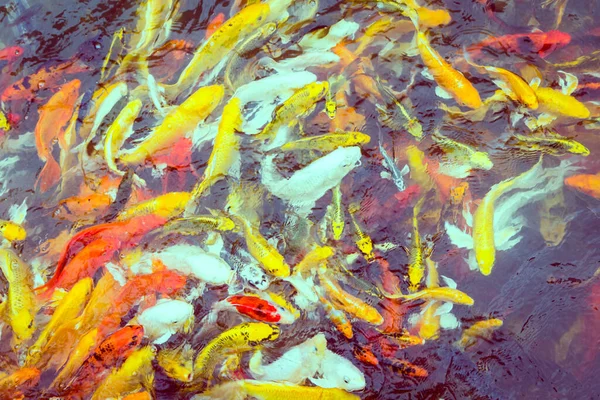カラフルな鯉魚の水泳 — ストック写真