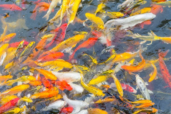Colorful Koi Fish Swiming Nature — Stock Photo, Image