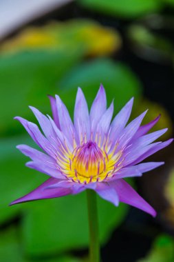 Güzel çiçekli nilüfer çiçeği doğa arka planı