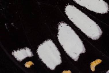 Kelebek kanat deseni arkaplanı