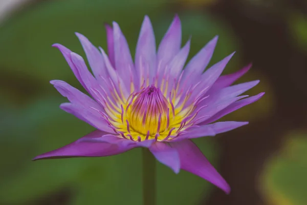 Krásné Kvetoucí Lotos Příroda Pozadí — Stock fotografie
