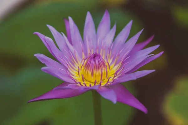 Güzel Çiçekli Nilüfer Çiçeği Doğa Arka Planı — Stok fotoğraf