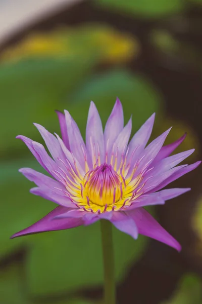 Schöne Blühende Lotus Natur Hintergrund — Stockfoto