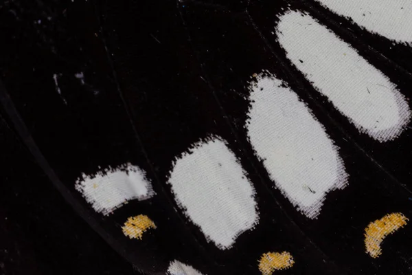 Бабочка Крыло Фон — стоковое фото