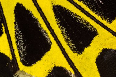 Kelebek kanat deseni arkaplanı