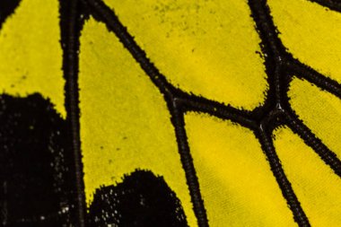 Kelebek kanat deseni arkaplanı