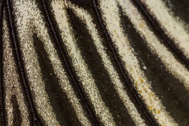 Kelebek kanat deseni arkaplanı