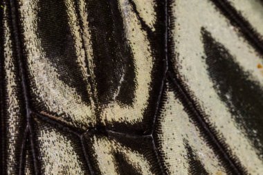 Kelebek kanat deseni arkaplanı