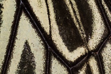 Kelebek kanat deseni arkaplanı