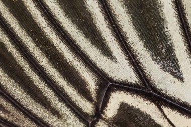 Kelebek kanadı dokusu, arka plan için kelebek kanadının detaylarını kapat