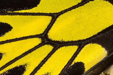 Kelebek kanadı dokusu, arka plan için kelebek kanadının detaylarını kapat