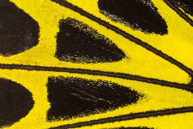 Kelebek kanadı dokusu, arka plan için kelebek kanadının detaylarını kapat