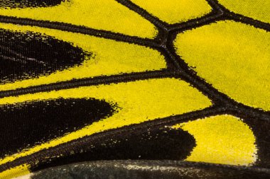 Kelebek kanadı dokusu, arka plan için kelebek kanadının detaylarını kapat