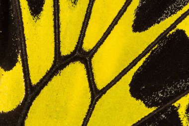 Kelebek kanadı dokusu, arka plan için kelebek kanadının detaylarını kapat