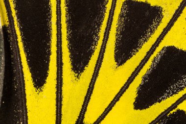 Kelebek kanadı dokusu, arka plan için kelebek kanadının detaylarını kapat