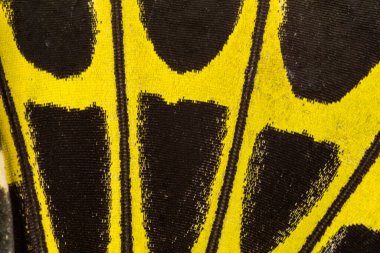 Kelebek kanadı dokusu, arka plan için kelebek kanadının detaylarını kapat