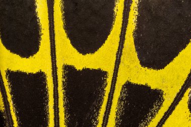 Kelebek kanadı dokusu, arka plan için kelebek kanadının detaylarını kapat