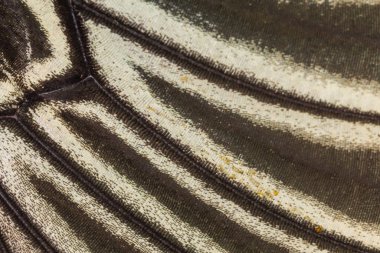 Kelebek kanadı dokusu, arka plan için kelebek kanadının detaylarını kapat