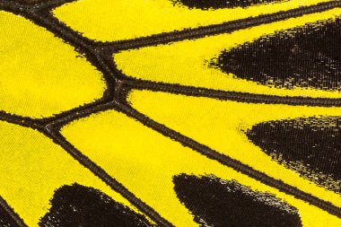 Kelebek kanadı dokusu, arka plan için kelebek kanadının detaylarını kapat