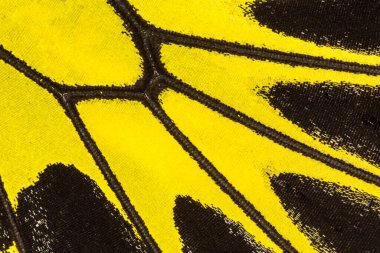 Kelebek kanadı dokusu, arka plan için kelebek kanadının detaylarını kapat