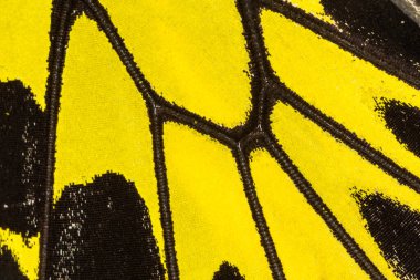 Kelebek kanadı dokusu, arka plan için kelebek kanadının detaylarını kapat