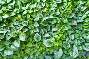 arkaplan için yeşil yaprak