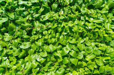 arkaplan için yeşil yaprak