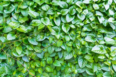 arkaplan için yeşil yaprak