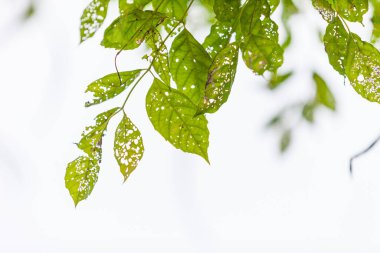 Delikli yaprak, haşereler tarafından yenir, doğa.