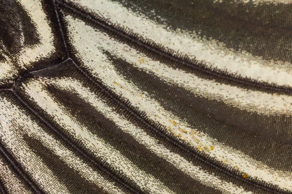 Kelebek kanadı dokusu, arka plan için kelebek kanadının detaylarını kapat