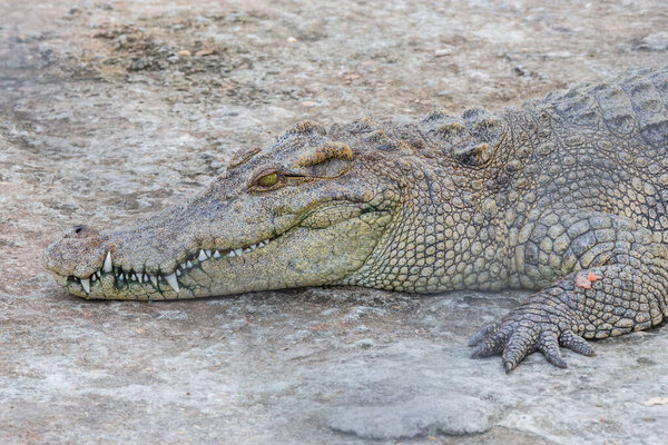 Head of crocodile, alligator
