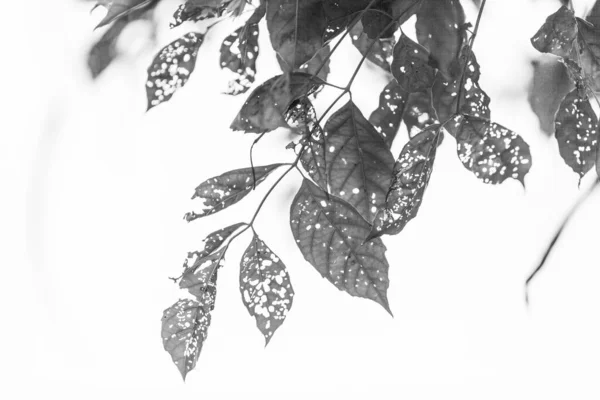 Schwarz Weißes Blatt Mit Löchern Von Schädlingen Gefressen Natur — Stockfoto