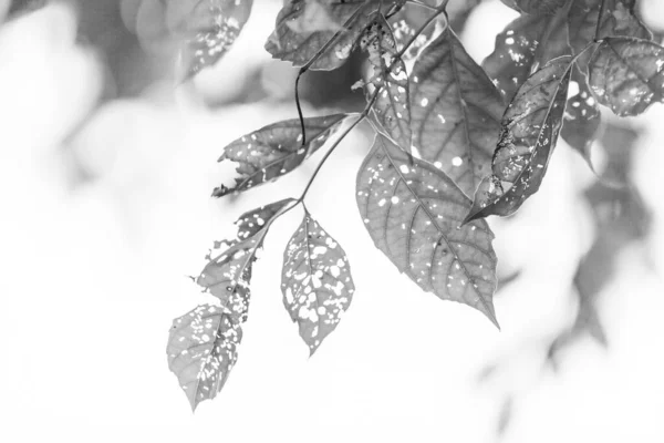 Blanco Negro Hoja Con Agujeros Comido Por Plagas Naturaleza — Foto de Stock